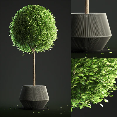 Buxus Sempervirens in Pot — Вид 1