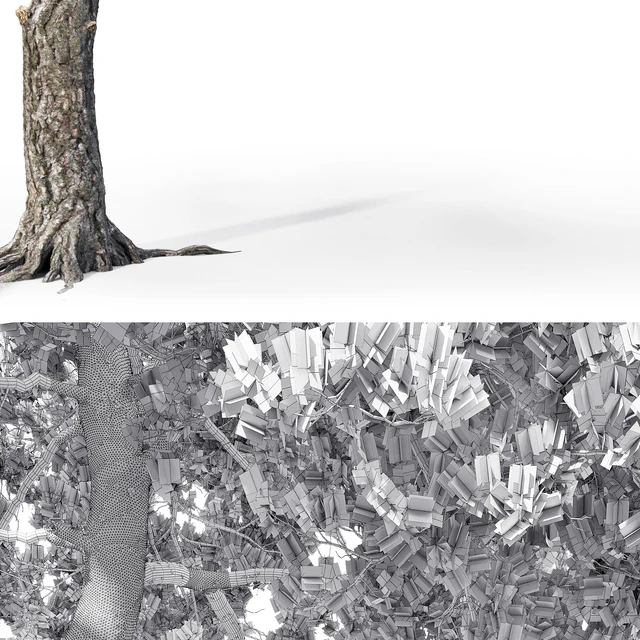 Pinus Sylvestris # 13 (12.4m) — Descargar