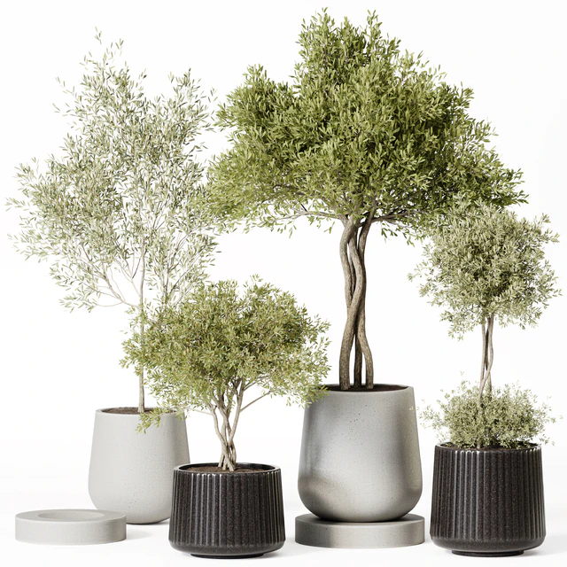 Indoor Plant Set 019 — Descargar