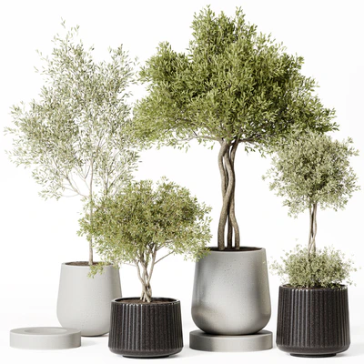 Indoor Plant Set 019 — Ver 1