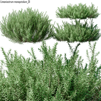 Limoniastrum monopetalum 01 — Descargar