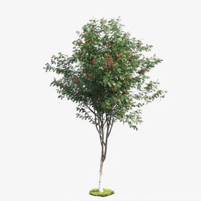 Rowan — Ver 2