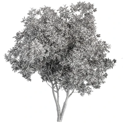 Nerium Oleander -Tree Set 229 — Ver 2