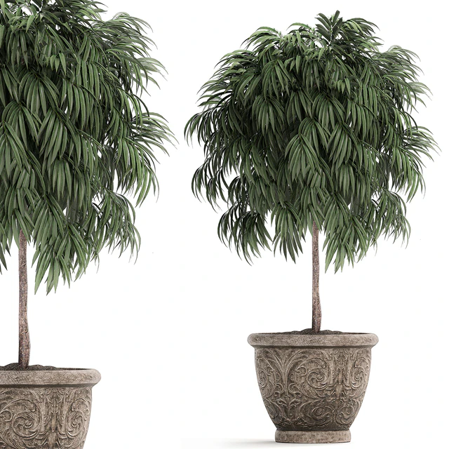 A collection of small ornamental trees for the garden in classic outdoor pots with Ficus ali, Oleander, Topiary. Set 491. — Descargar