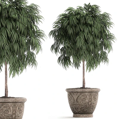 A collection of small ornamental trees for the garden in classic outdoor pots with Ficus ali, Oleander, Topiary. Set 491. — Ver 2
