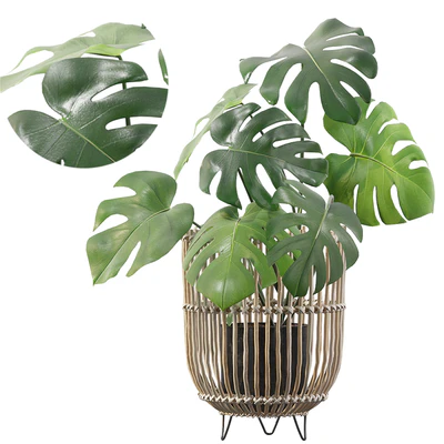 Plants collection 054 - Monstera 04 — Вид 1