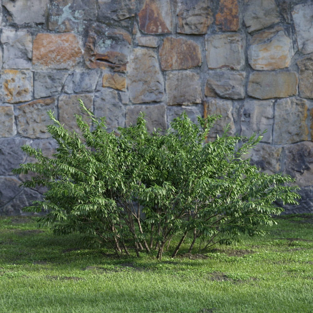 plants and bushes 016 — Descargar