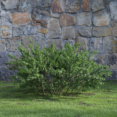 plants and bushes 016 — Descargar