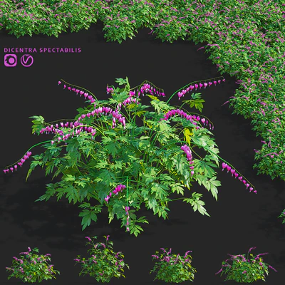 Dicentra magnificent flowers | Dicentra spectabilis — descargar