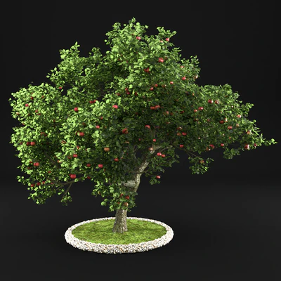 Apple Tree — Вид 1