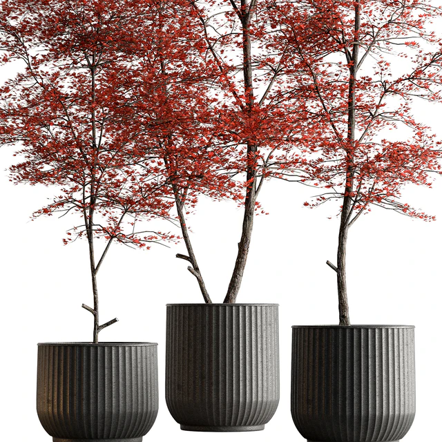 Indoor Plant 591 -Tree in Pot — Descargar