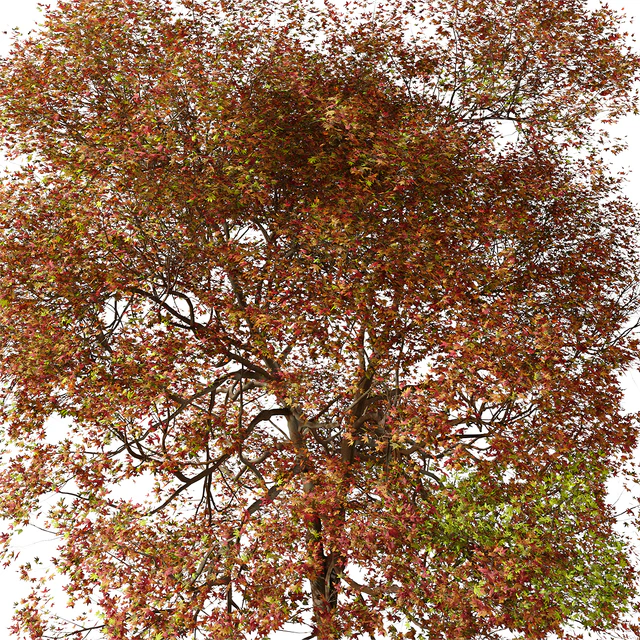 Set of American Sweet Gum Tree (Liquidambar styraciflua) (2 Trees) — Скачать