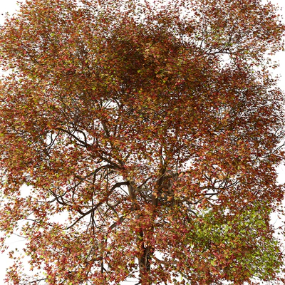 Set of American Sweet Gum Tree (Liquidambar styraciflua) (2 Trees) — Вид 2