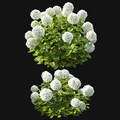 Hydrangea 02 — Ver 2
