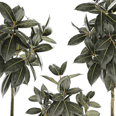 Beautiful tree in a pot Ficus rubbery, elastica, Ficus Abidjan, Ficus Robusta. Plant collection 1243 — Ver 2