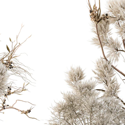 Dry plants 33 - Pampas and Dried Branch — Вид 3