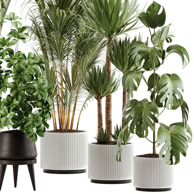 indoor plant Set 13 — Вид 4