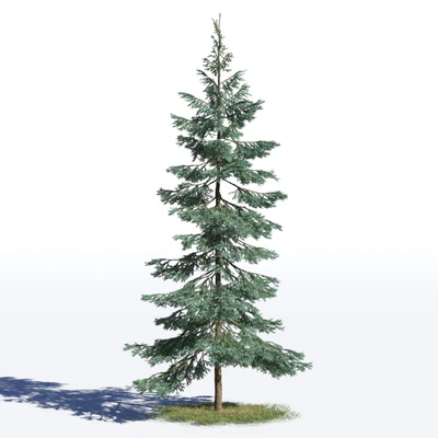 coniferous trees 025 — Скачать