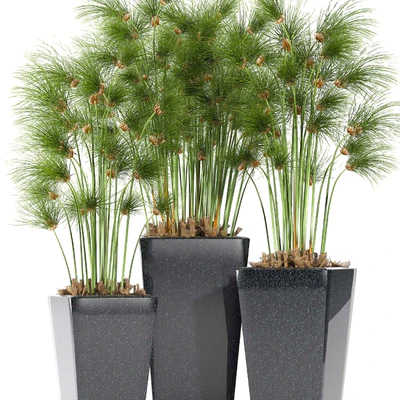 PLANTS 169 — Вид 2