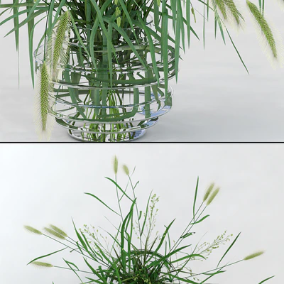 Northern Sea Oats and Pennisetum Green — Вид 2