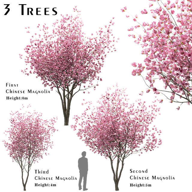 Set of Chinese Magnolia Trees (Saucer Magnolia) (3 Trees) — Descargar