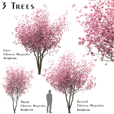 Set of Chinese Magnolia Trees (Saucer Magnolia) (3 Trees) — Ver 1