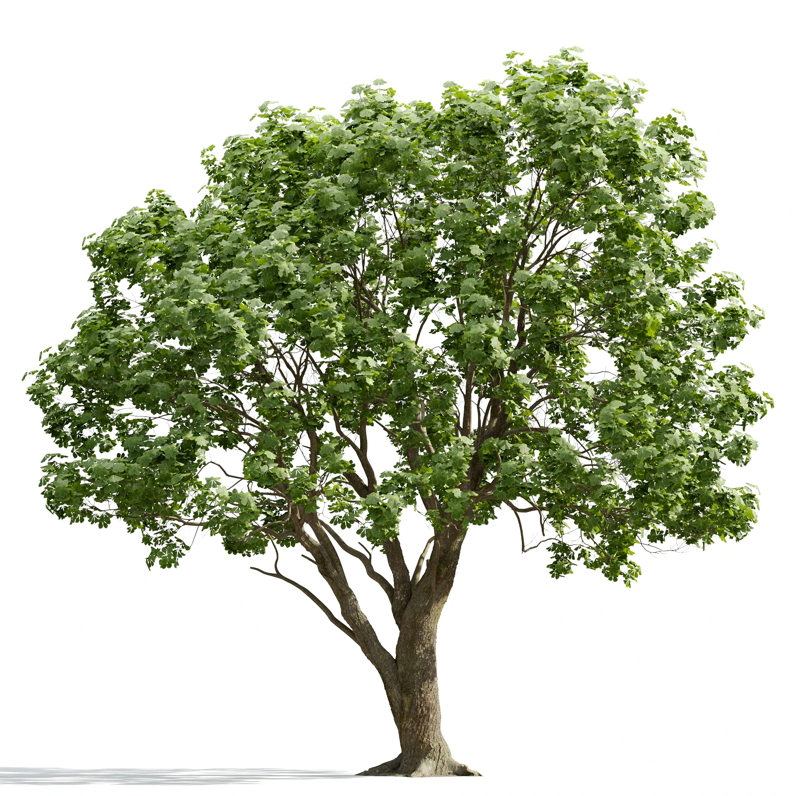 trees and barks 005 — Descargar