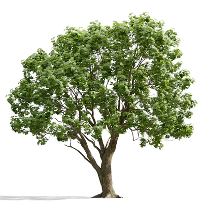 trees and barks 005 — Descargar