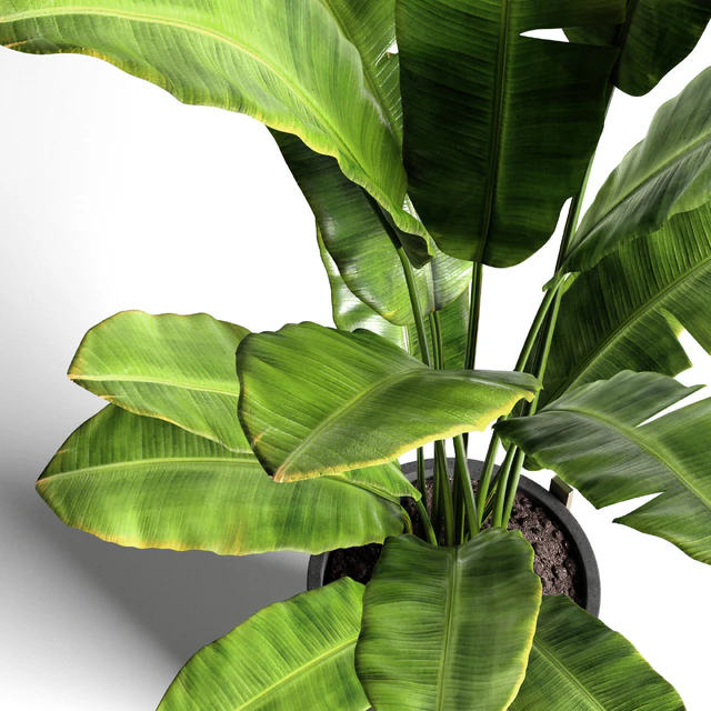 Banana tree 2 — Скачать