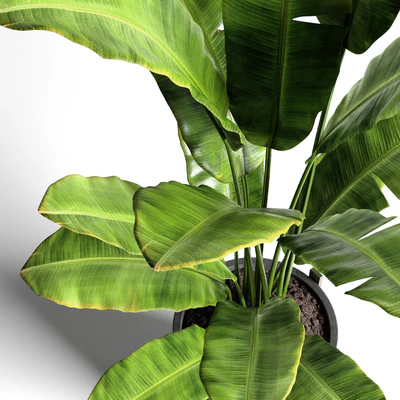 Banana tree 2 — Вид 2