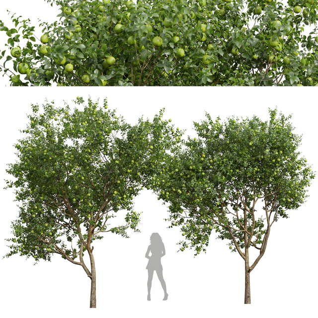 New Plant High detail Citrus Sinensis Orange Arancio Green — Descargar