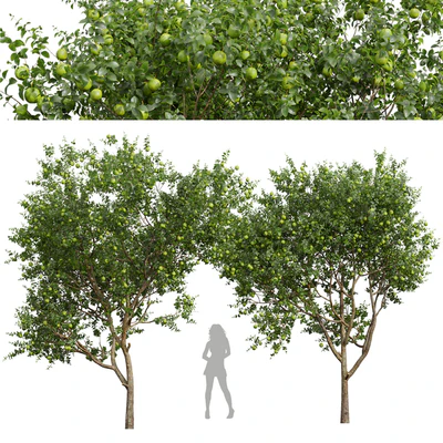 New Plant High detail Citrus Sinensis Orange Arancio Green — Ver 1