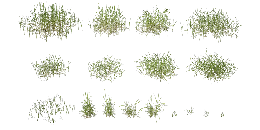 kikuyu grass 001 — Скачать
