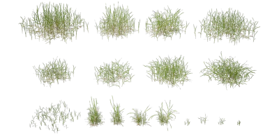 kikuyu grass 001 — Скачать