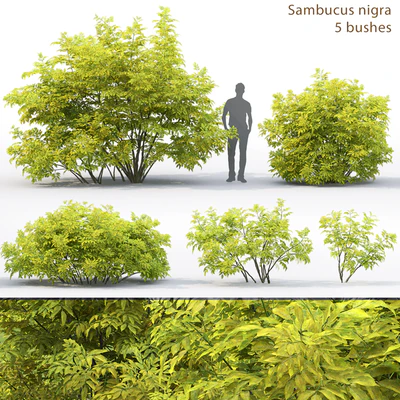 Бузина | Sambucus nigra # 2 — Вид 1