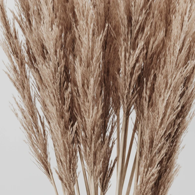 A bunch of Pampas 4 — Descargar
