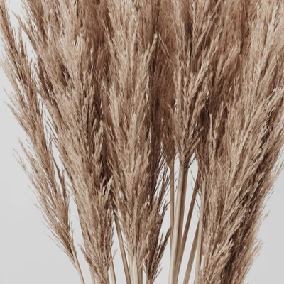 A bunch of Pampas 4 — Ver 2