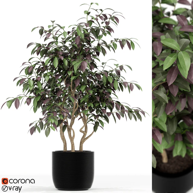 Plants collection 163 — Descargar