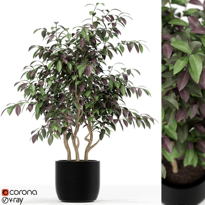 Plants collection 163 — Ver 1