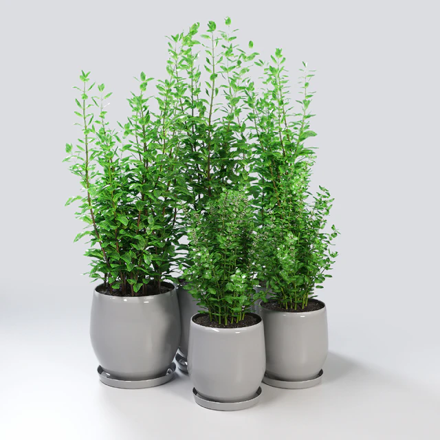 Kitchen Plant - Campana Gray Planters — Descargar