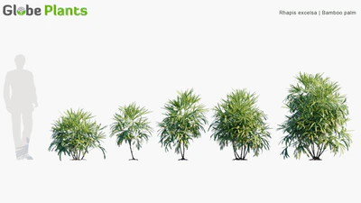 rhapis excelsa — download