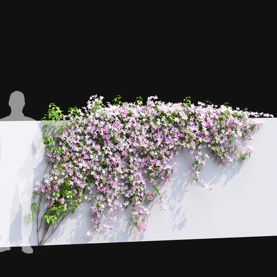 Clematis Montana #1 — Вид 3