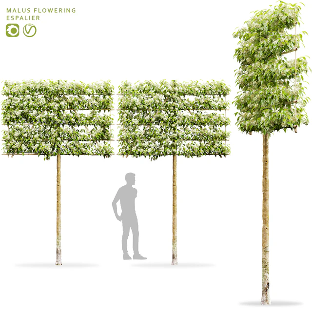 Blooming apple tree on a trellis | Malus flowering espalier # 2 — Descargar