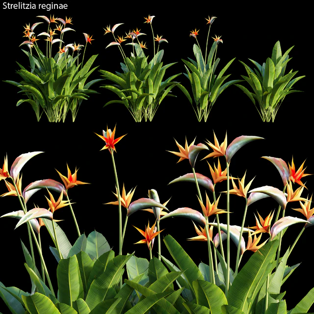 Strelitzia reginae 01 — Скачать
