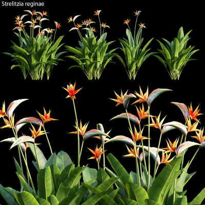 Strelitzia reginae 01 — Скачать