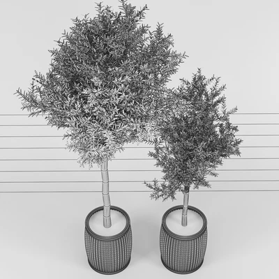 Olive tree (Olea europaea) — Ver 2