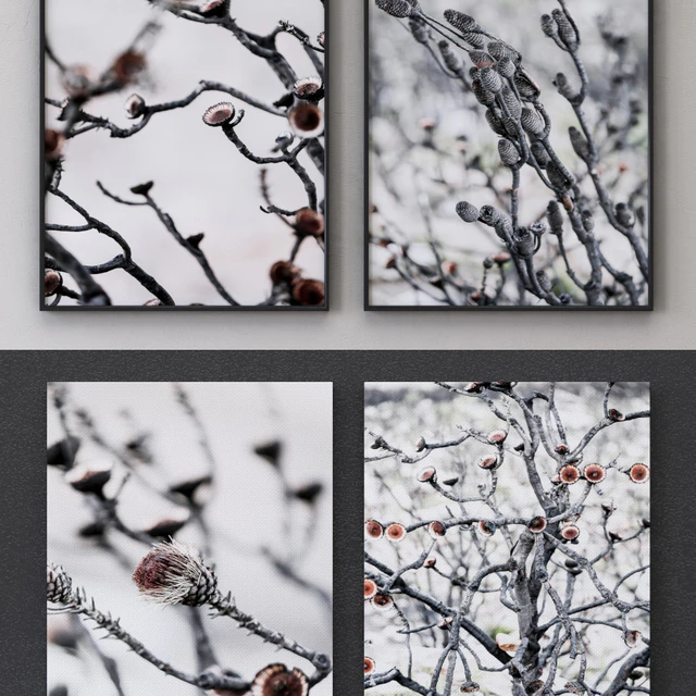 Proteas framed set-02 — Скачать