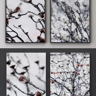 Proteas framed set-02 — Вид 3