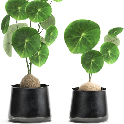 A small exotic flower in a metal pot with Stephania Erecta. Set 894. — Ver 2