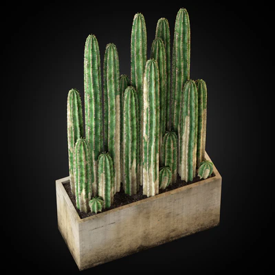 Plants collection 260 — Вид 2